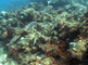 Grunters zwemmen in scholen bij het koraal