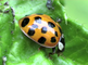 Een veelkleurig Aziatisch lieveheersbeestje draait rondjes op een blad