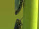 Twee groene cicaden zitten op een lisdodde