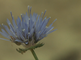 Buisbloemen van de blauwe knoop