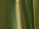 Close-up van de bloeiwijze van de grote lisdodde