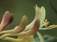 Een bloemtros van de wilde kamperfoelie in close-up