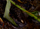 Jong geelbuikvuurpadje vangt bladluis