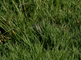 Green iguana loopt door het gras