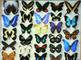 15.000 exotic butterflies