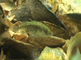 Driedoornige stekelbaars zwevend boven oesterschelpen