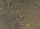 Dikkopjes op zandbodem van de zee