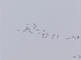Grauwe ganzen in groep vliegen hoog