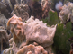 Gewone broodspons met oesters en zeeanjelieren