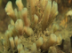 Paarse buisjesspons die het zeewater filtert