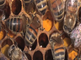 Honingbijen op honingraten met stuifmeel en larven