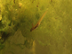 Salamanders bewegen actief in de duinplas