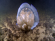 Stervende zeepaddestoel rollend in de stroming