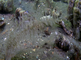 Juveniele zeekat die zijn camouflage kunsten leert gebruiken